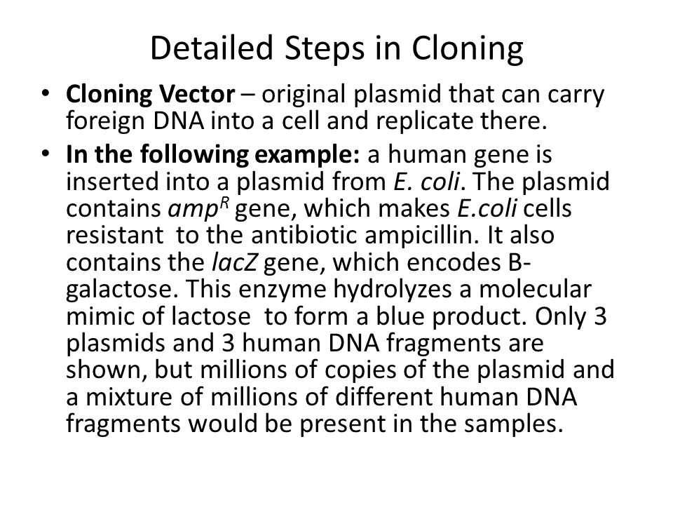 Detailed Steps in Cloning Cloning Vector – original plasmid that can carry foreign DNA into a cell and replicate there.