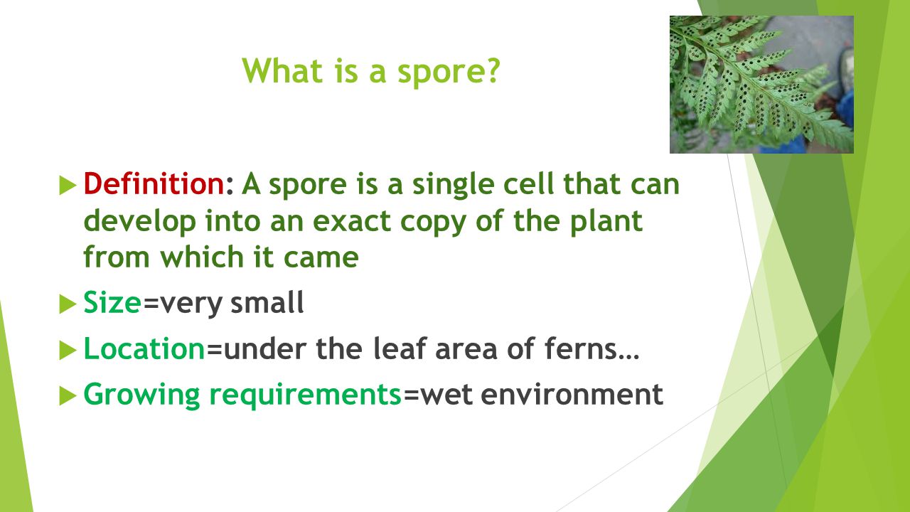 spore definition