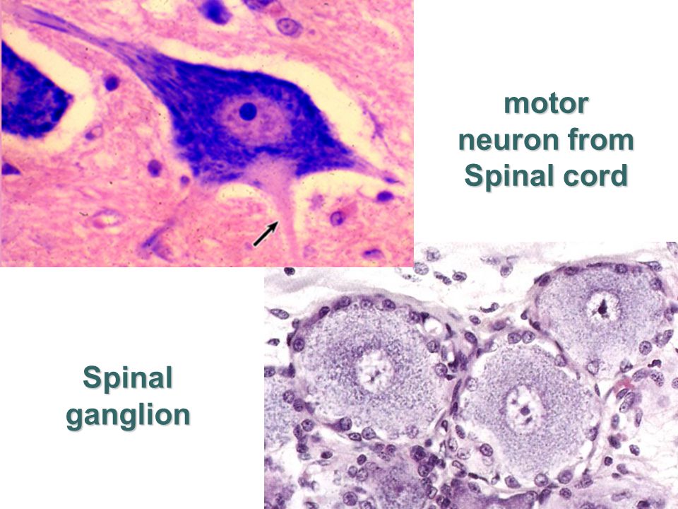 Spinal ganglion motor neuron from Spinal cord