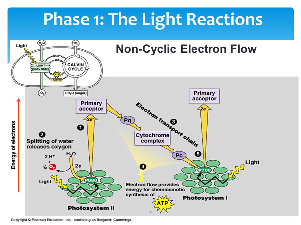 Photosynthesis Part I: The Light Reaction Pg. 84 The Nature of Light. - ppt  download