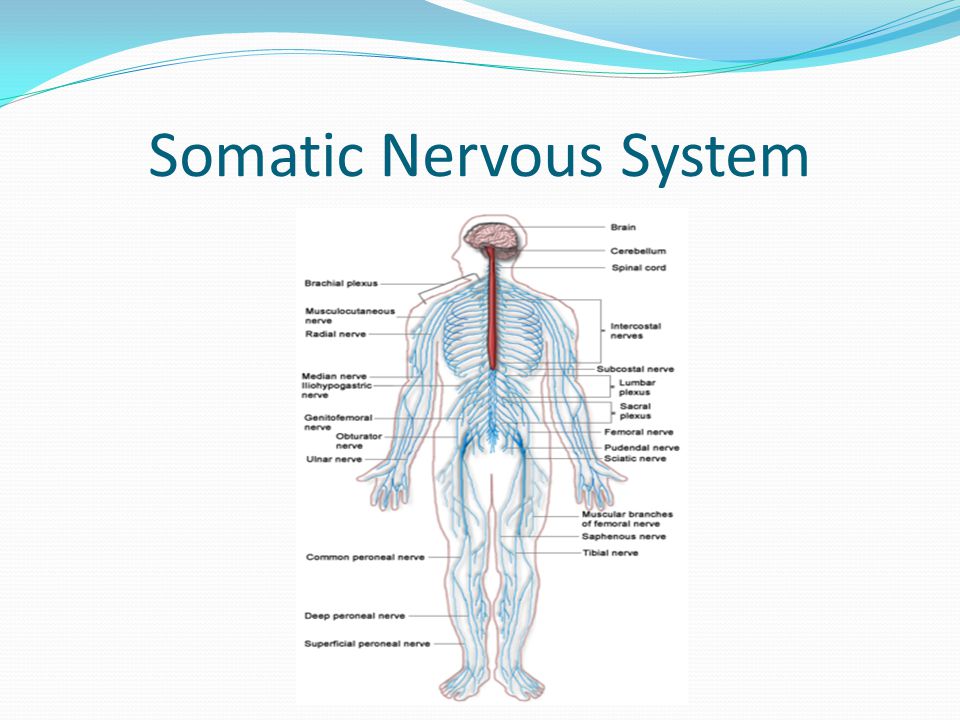 Somatic Nervous System