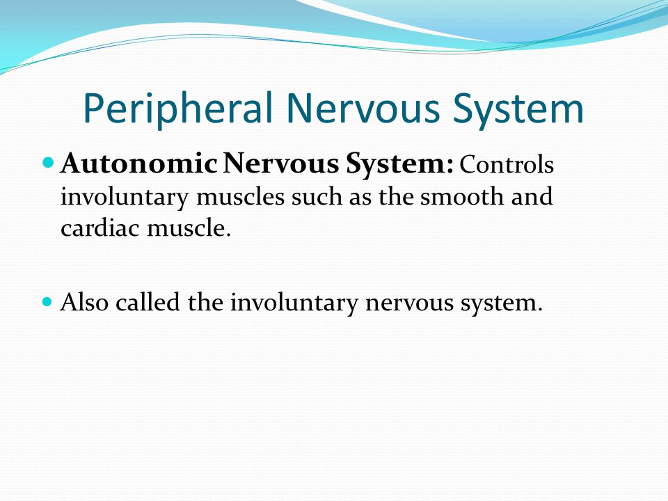 Peripheral Nervous System Autonomic Nervous System: Controls involuntary muscles such as the smooth and cardiac muscle.