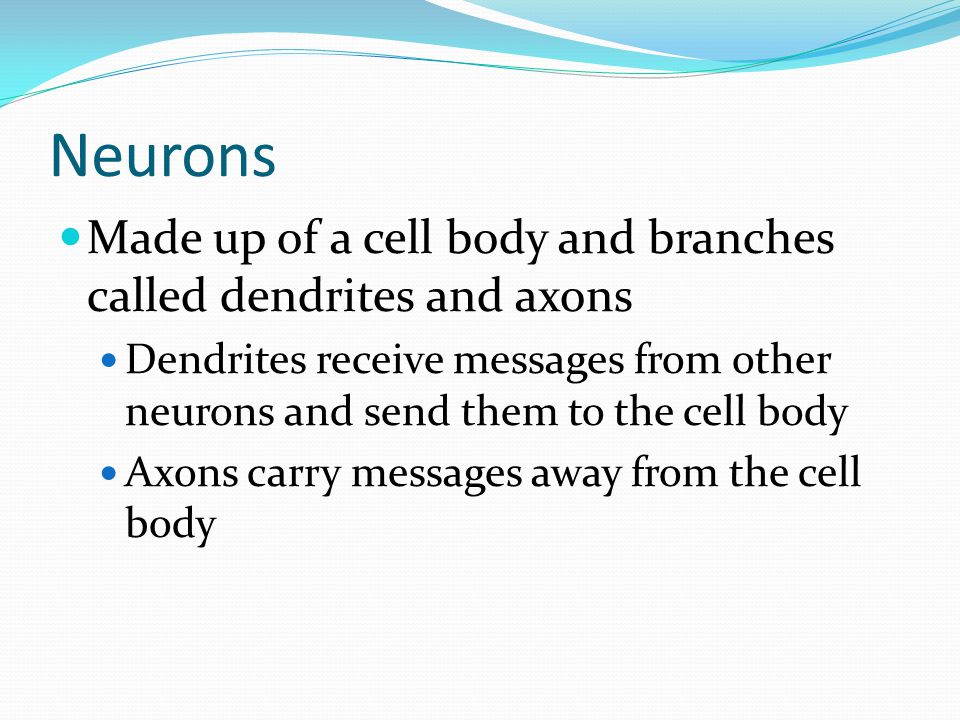 Neurons Made up of a cell body and branches called dendrites and axons Dendrites receive messages from other neurons and send them to the cell body Axons carry messages away from the cell body