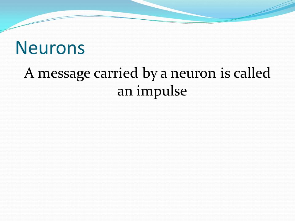 Neurons A message carried by a neuron is called an impulse
