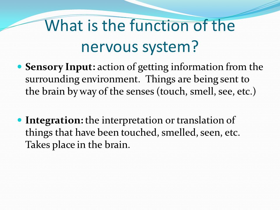 What is the function of the nervous system.