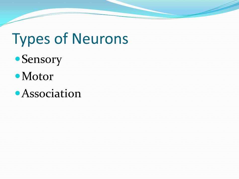 Types of Neurons Sensory Motor Association