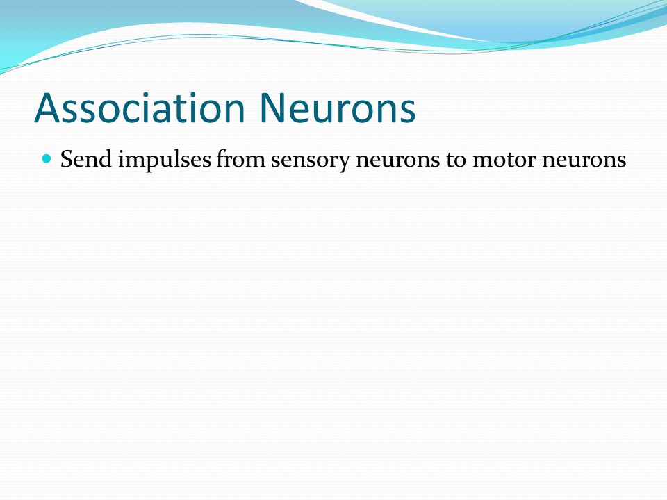 Association Neurons Send impulses from sensory neurons to motor neurons