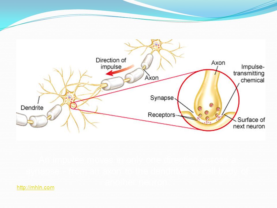 An impulse moves in only one direction across a synapse - from an axon to the dendrites or cell body of another neuron.