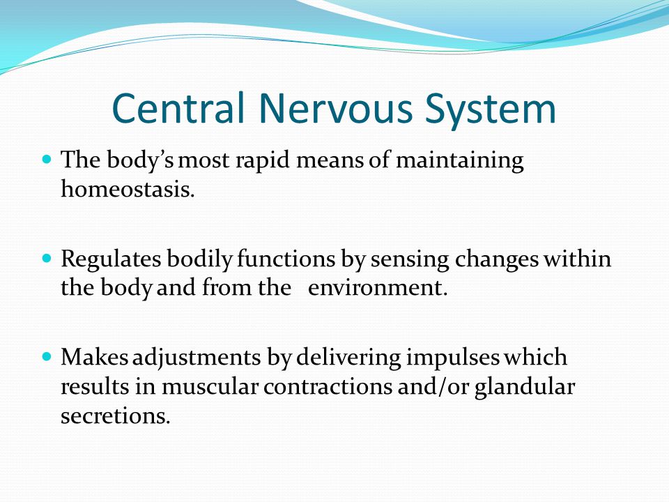 Central Nervous System The body’s most rapid means of maintaining homeostasis.