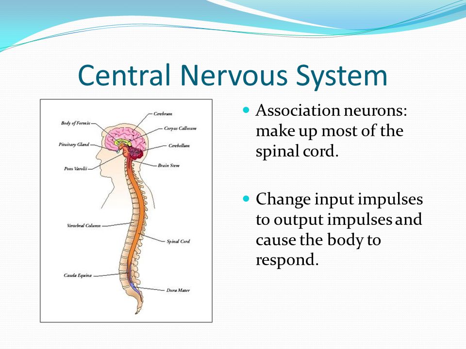 Central Nervous System Association neurons: make up most of the spinal cord.