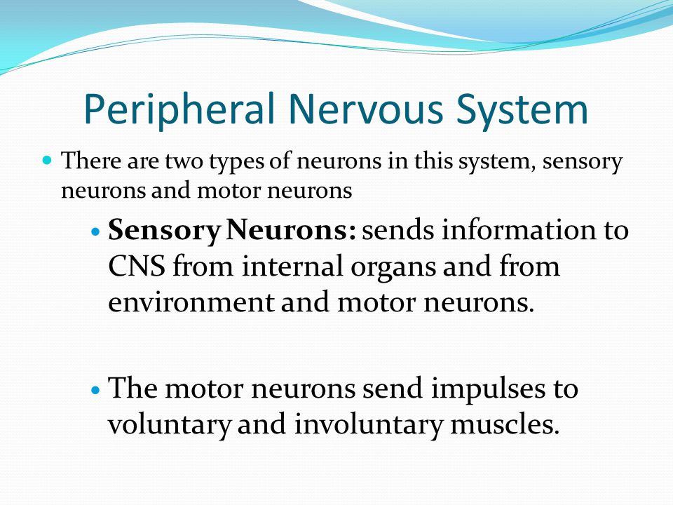 There are two types of neurons in this system, sensory neurons and motor neurons Sensory Neurons: sends information to CNS from internal organs and from environment and motor neurons.