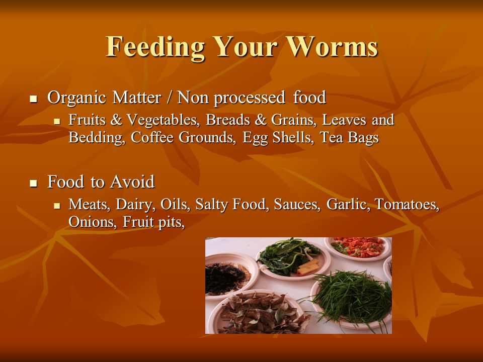 Feeding Your Worms Organic Matter / Non processed food Organic Matter / Non processed food Fruits & Vegetables, Breads & Grains, Leaves and Bedding, Coffee Grounds, Egg Shells, Tea Bags Fruits & Vegetables, Breads & Grains, Leaves and Bedding, Coffee Grounds, Egg Shells, Tea Bags Food to Avoid Food to Avoid Meats, Dairy, Oils, Salty Food, Sauces, Garlic, Tomatoes, Onions, Fruit pits, Meats, Dairy, Oils, Salty Food, Sauces, Garlic, Tomatoes, Onions, Fruit pits,