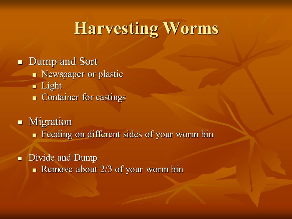 Harvesting Worms Dump and Sort Dump and Sort Newspaper or plastic Newspaper or plastic Light Light Container for castings Container for castings Migration Migration Feeding on different sides of your worm bin Feeding on different sides of your worm bin Divide and Dump Divide and Dump Remove about 2/3 of your worm bin Remove about 2/3 of your worm bin