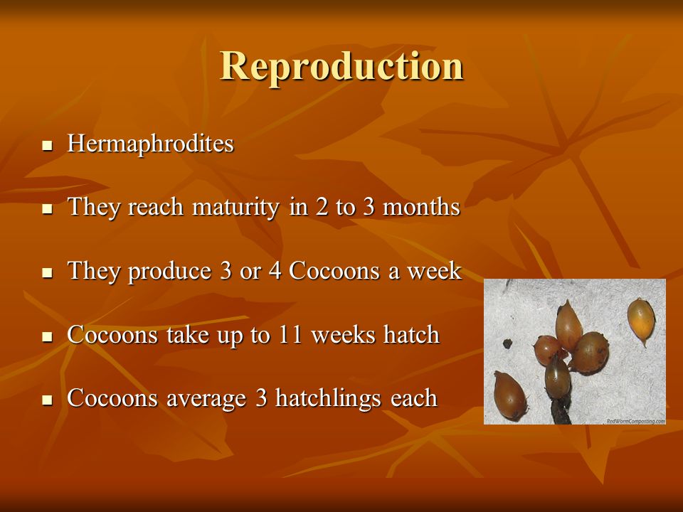 Reproduction Hermaphrodites Hermaphrodites They reach maturity in 2 to 3 months They reach maturity in 2 to 3 months They produce 3 or 4 Cocoons a week They produce 3 or 4 Cocoons a week Cocoons take up to 11 weeks hatch Cocoons take up to 11 weeks hatch Cocoons average 3 hatchlings each Cocoons average 3 hatchlings each