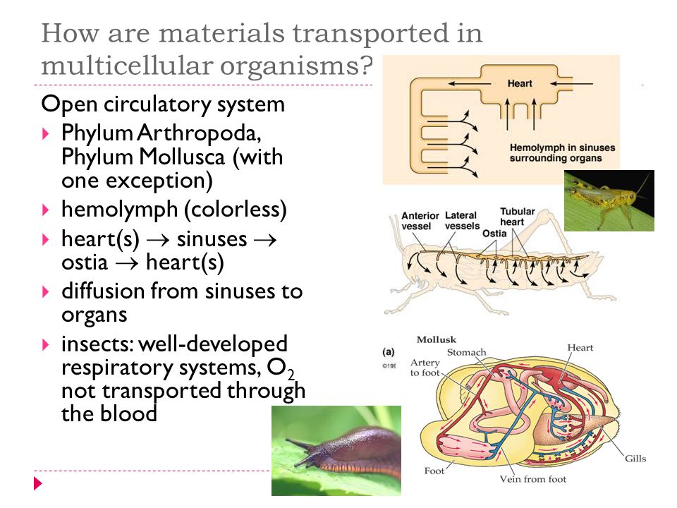 Circulatory System Transport systems in animals. Overview 1. Functions of a  transport/circulatory system Functions of a transport/circulatory system  ppt download
