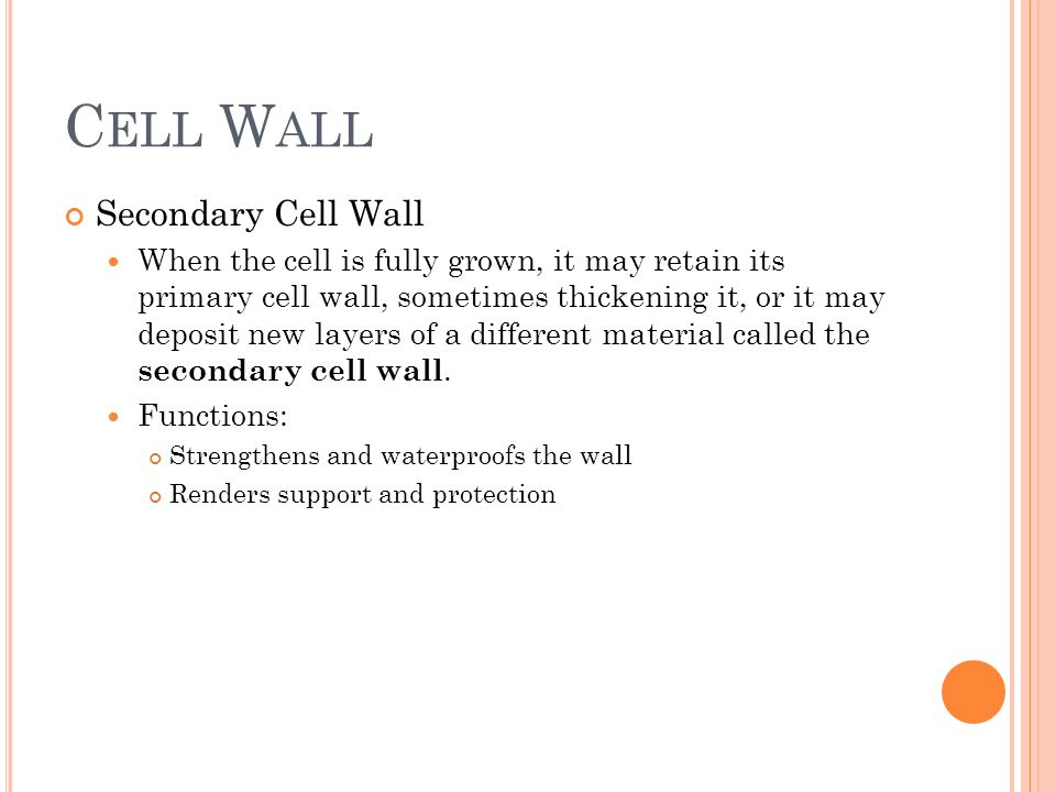 C ELL W ALL Secondary Cell Wall When the cell is fully grown, it may retain its primary cell wall, sometimes thickening it, or it may deposit new layers of a different material called the secondary cell wall.