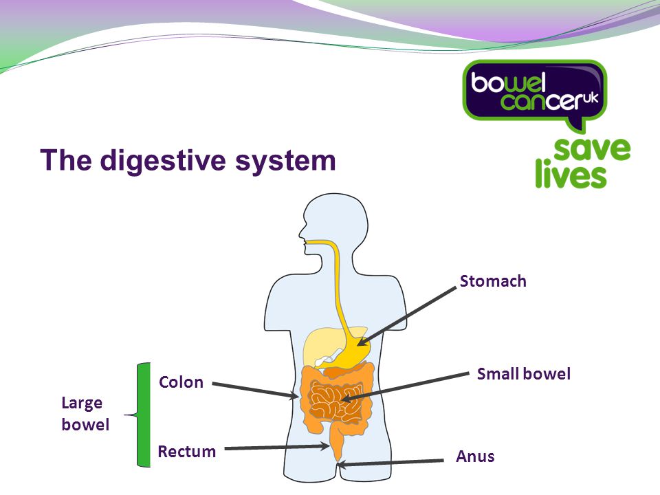 The digestive system Large bowel Anus Stomach Small bowel Colon Rectum