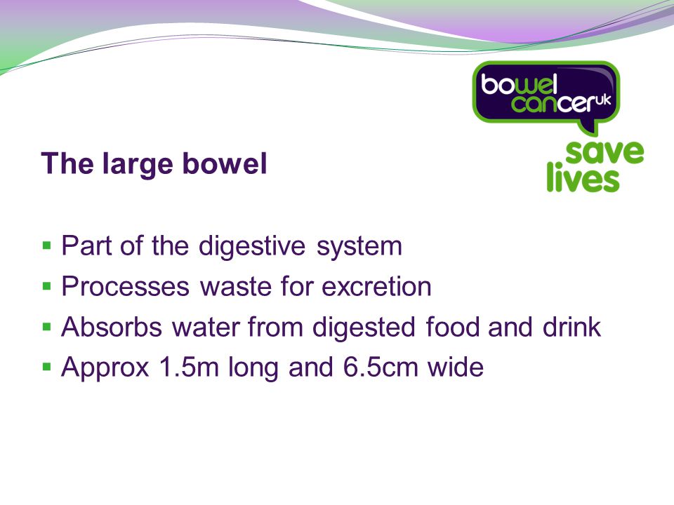 The large bowel  Part of the digestive system  Processes waste for excretion  Absorbs water from digested food and drink  Approx 1.5m long and 6.5cm wide