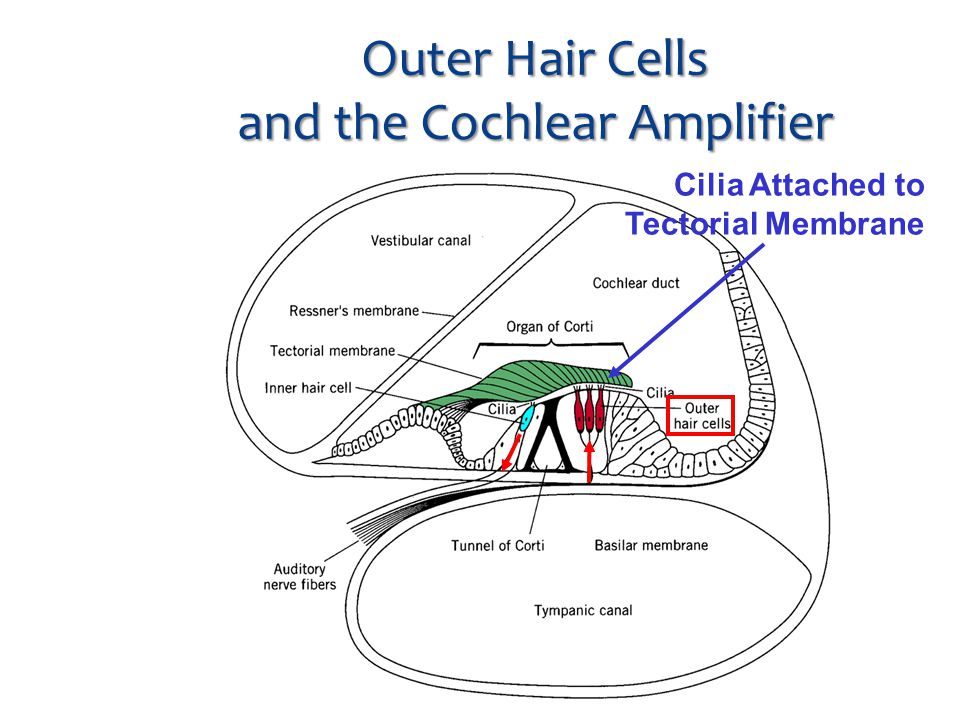 Welcome To The Odditory System Harry I Haircell Official Cochlea Mascot K K Air Fluid Amplification Ppt Download