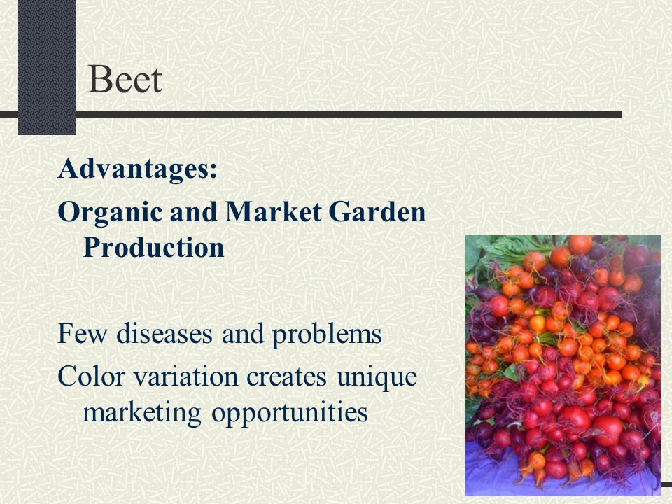 Beet Advantages: Organic and Market Garden Production Few diseases and problems Color variation creates unique marketing opportunities