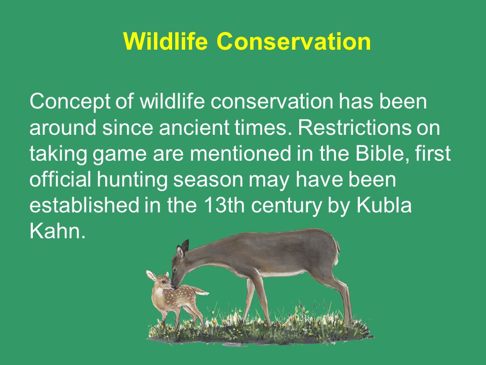 Wildlife Conservation & Management. Key Topics Wildlife Conservation  Management & Conservation Principles. - ppt download
