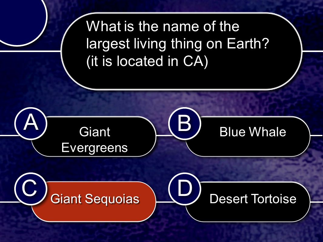 C C B B D D A A B B C C What is the name of the largest living thing on Earth.