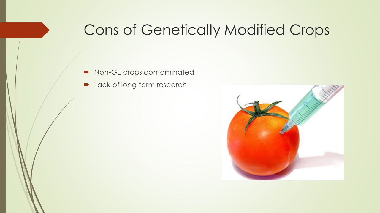Cons of Genetically Modified Crops  Non-GE crops contaminated  Lack of long-term research