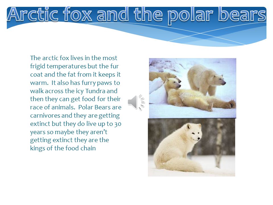 By Megan  This is my Introduction to my paragraph.  I know about animals  living in the arctic and how many there are. I think that there are many  animals. - ppt download