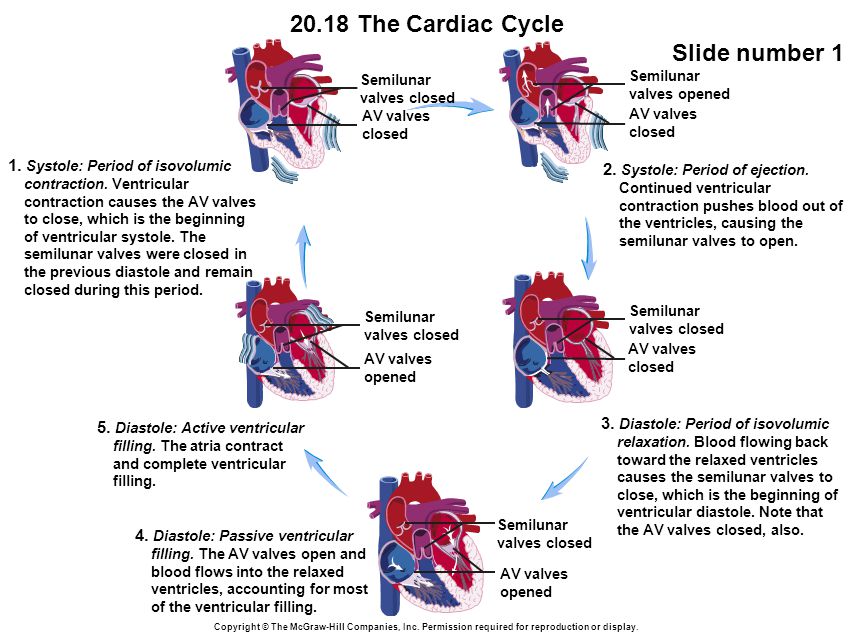 20.18 The Cardiac Cycle Slide number 1 Copyright © The McGraw-Hill Companies, Inc.