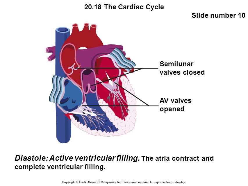 20.18 The Cardiac Cycle Slide number 10 Copyright © The McGraw-Hill Companies, Inc.