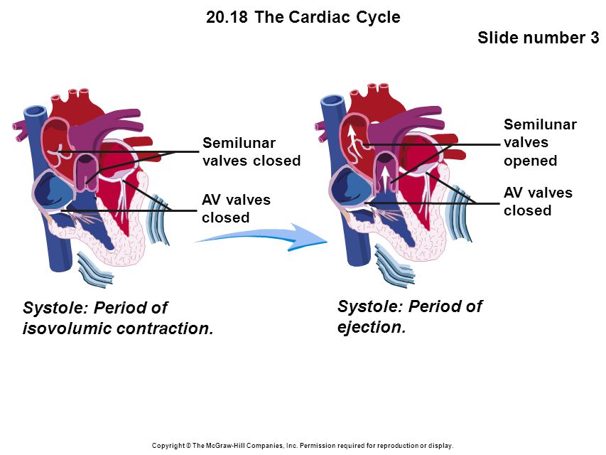 20.18 The Cardiac Cycle Slide number 3 Copyright © The McGraw-Hill Companies, Inc.