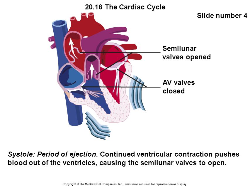20.18 The Cardiac Cycle Slide number 4 Copyright © The McGraw-Hill Companies, Inc.