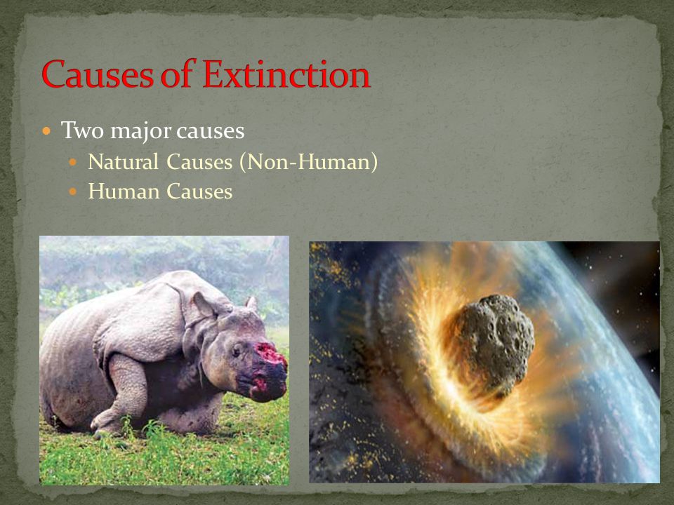 what are the major causes of extinction