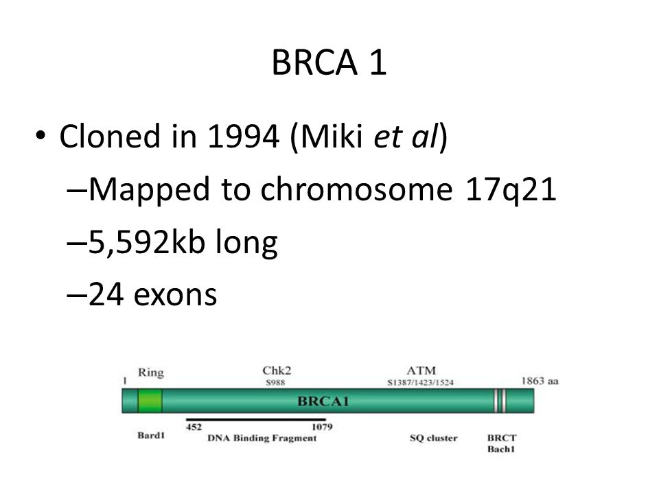 BRCA 1 Cloned in 1994 (Miki et al) – Mapped to chromosome 17q21 – 5,592kb long – 24 exons