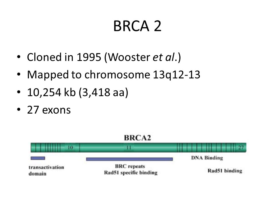 BRCA 2 Cloned in 1995 (Wooster et al.) Mapped to chromosome 13q ,254 kb (3,418 aa) 27 exons