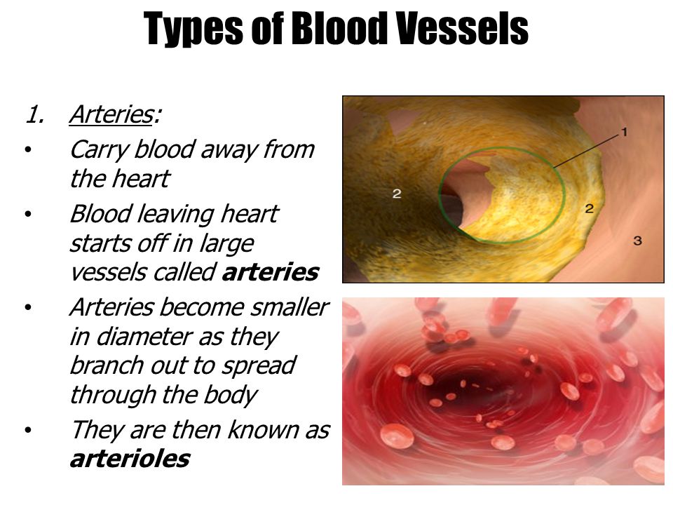 Types of Blood Vessels 1.Arteries: Carry blood away from the heart Blood leaving heart starts off in large vessels called arteries Arteries become smaller in diameter as they branch out to spread through the body They are then known as arterioles