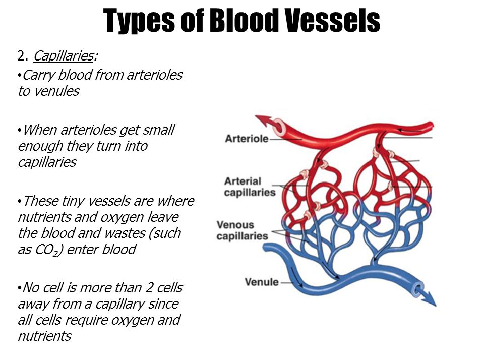 Types of Blood Vessels 2.