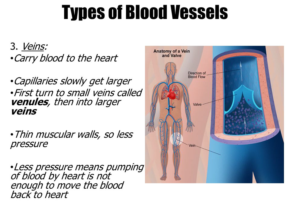 Types of Blood Vessels 3.