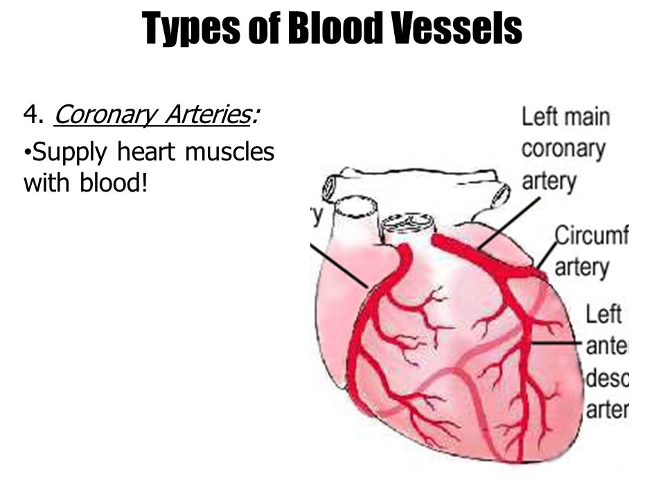Types of Blood Vessels 4. Coronary Arteries: Supply heart muscles with blood!