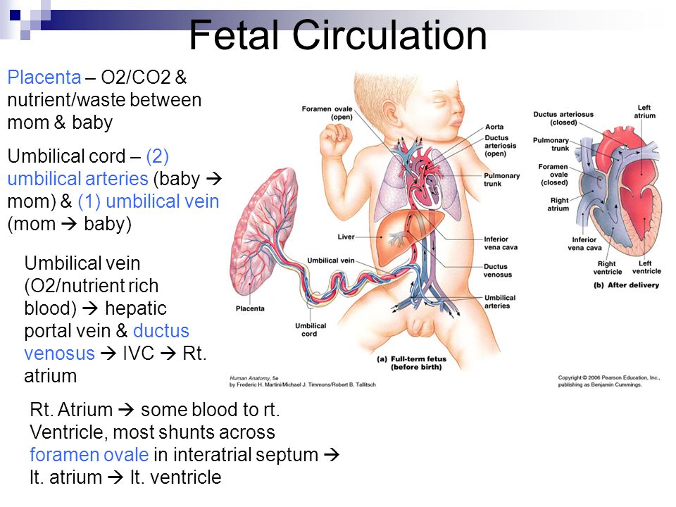 Cardiovascular System Blood Vessels Anatomy Chap Ppt Download Cardiovascular System Blood Vessels Anatomy Chap Ppt Download