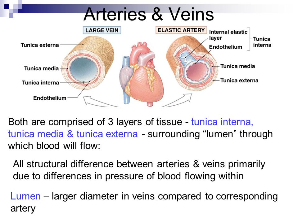 Cardiovascular System Blood Vessels Anatomy Chap Ppt Download Cardiovascular System Blood Vessels Anatomy Chap Ppt Download