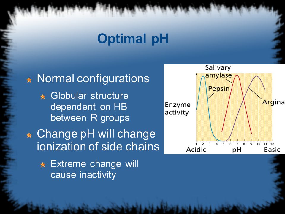 Optimal pH Normal configurations Globular structure dependent on HB between R groups Change pH will change ionization of side chains Extreme change will cause inactivity