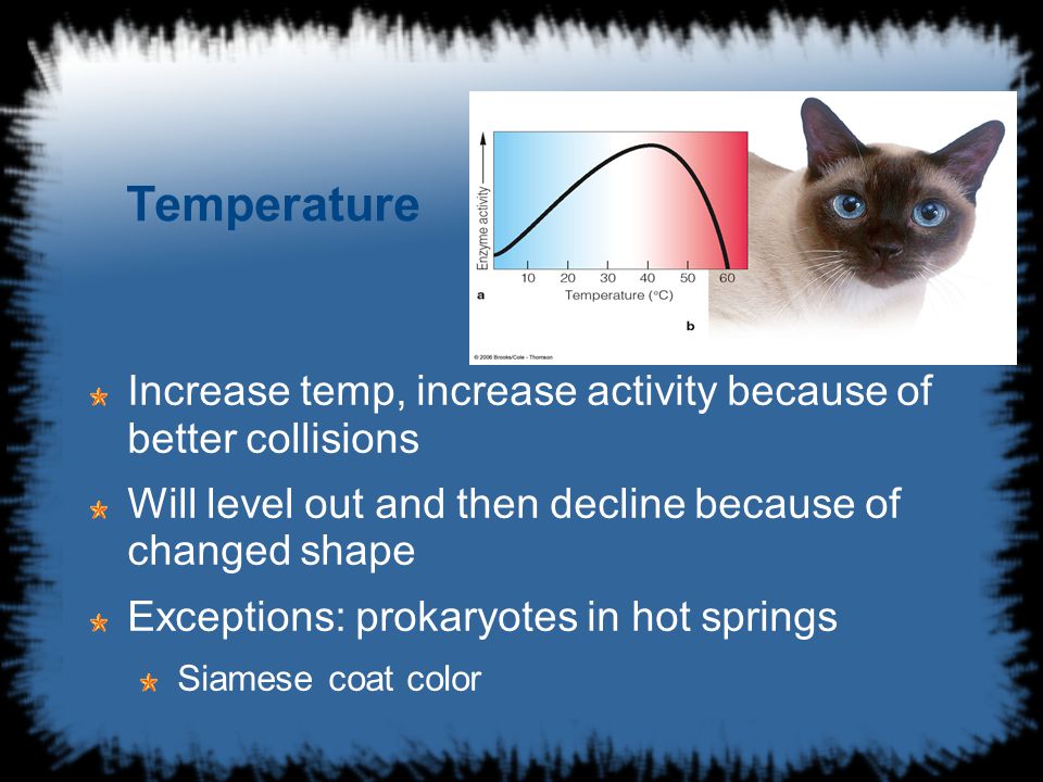 Temperature Increase temp, increase activity because of better collisions Will level out and then decline because of changed shape Exceptions: prokaryotes in hot springs Siamese coat color