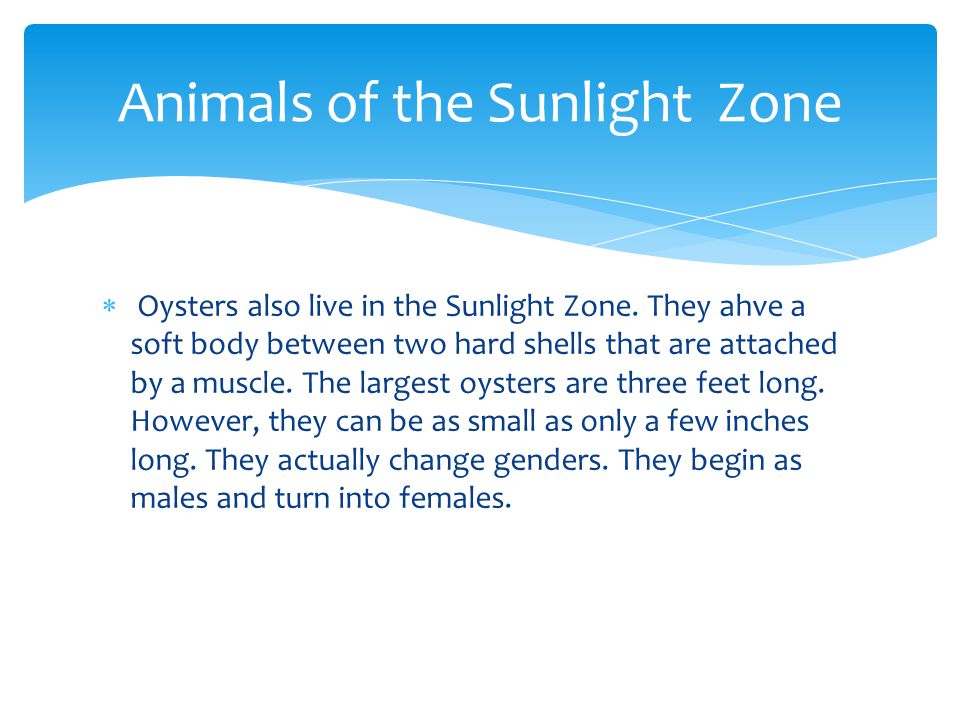  Oysters also live in the Sunlight Zone.