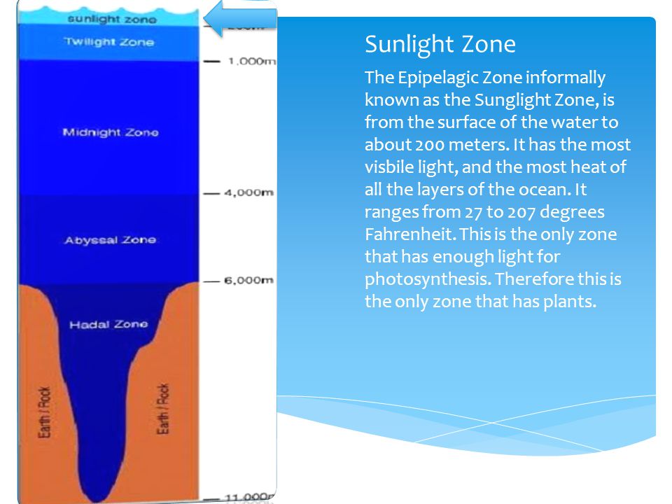 Sunlight Zone The Epipelagic Zone informally known as the Sunglight Zone, is from the surface of the water to about 200 meters.