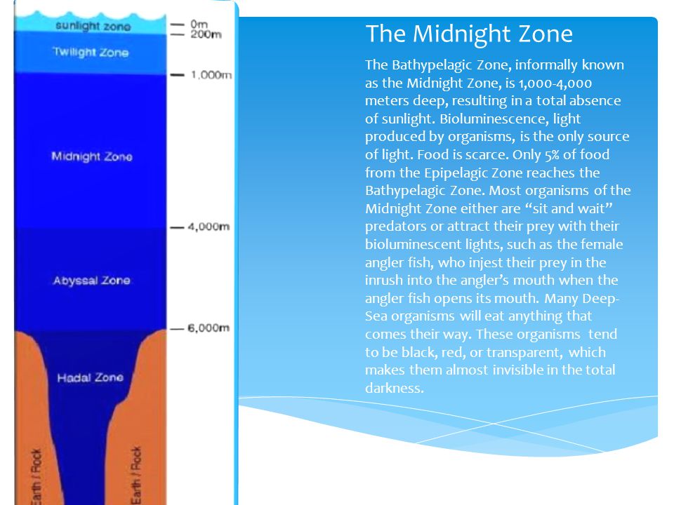 The Midnight Zone The Bathypelagic Zone, informally known as the Midnight Zone, is 1,000-4,000 meters deep, resulting in a total absence of sunlight.