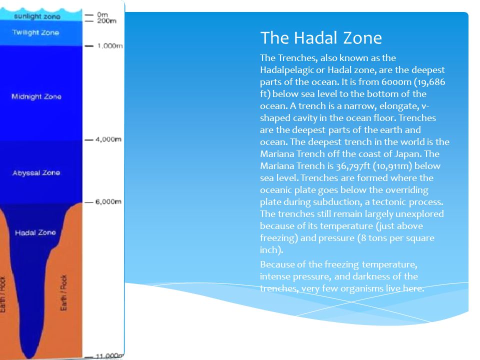 The Hadal Zone The Trenches, also known as the Hadalpelagic or Hadal zone, are the deepest parts of the ocean.