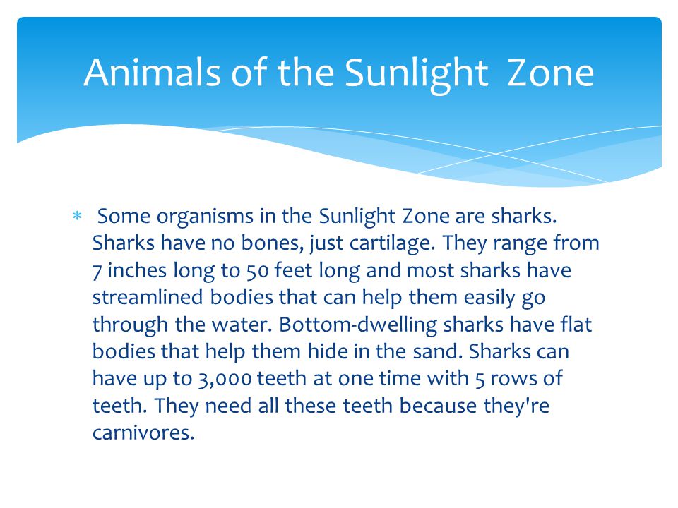  Some organisms in the Sunlight Zone are sharks. Sharks have no bones, just cartilage.