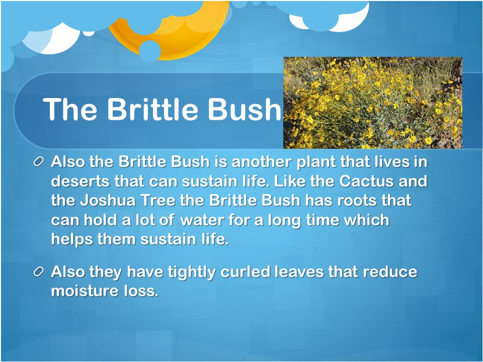 The Brittle Bush Also the Brittle Bush is another plant that lives in deserts that can sustain life.