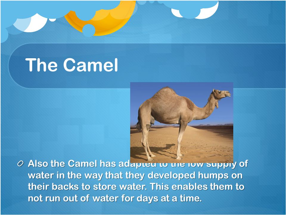 The Camel Also the Camel has adapted to the low supply of water in the way that they developed humps on their backs to store water.